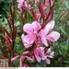 Gaura Lindheimeri 'Passionate Blush' 1 Gaura Lindheimeri 'Passionate Blush' -Plants Sales Store GAUR T80286 A