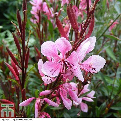 Gaura Lindheimeri 'Passionate Blush' 3 Gaura Lindheimeri 'Passionate Blush'