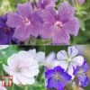 Geranium 'Hardy Blues Collection' -Plants Sales Store GER T12027P A