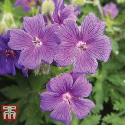 Geranium 'Hardy Blues Collection' -Plants Sales Store GER T12027P B