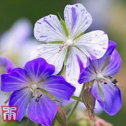 Geranium 'Hardy Blues Collection' -Plants Sales Store GER T12027P D