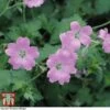 Geranium Endressii 2 Geranium Endressii -Plants Sales Store GERA 64170 A