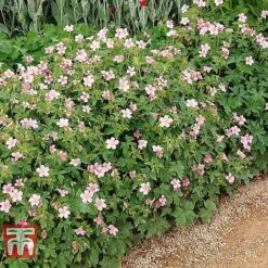 Geranium Endressii -Plants Sales Store GERA 64170 B