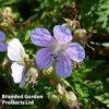 Geranium Pratense Mrs Kendall Clark 1 Geranium Pratense Mrs Kendall Clark -Plants Sales Store GERA KA5384 A
