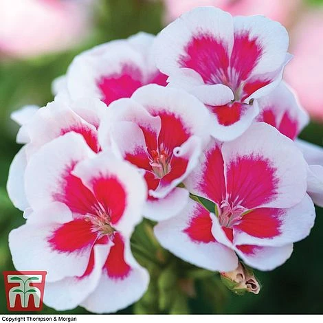 Geranium 'Flower Fairy Splash' Duo 5 Geranium 'Flower Fairy Splash' Duo - Image 3