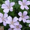 Geranium Sanguineum 'Pink Pouffe' -Plants Sales Store GERA TKA0711 A