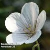 Geranium Clarkei 'Kashmir White' 2 Geranium Clarkei 'Kashmir White' -Plants Sales Store GERA CLARKASHW L01152