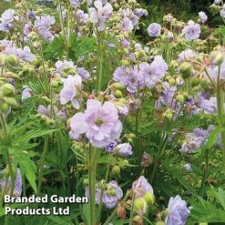 Geranium Doubles Hardy Collection -Plants Sales Store GERA CLOUDNINE S11175