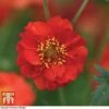 Geum 'Blazing Sunset' 2 Geum 'Blazing Sunset' -Plants Sales Store GEUM BLAZ A1