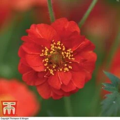 Geum 'Blazing Sunset' -Plants Sales Store GEUM BLAZ A3