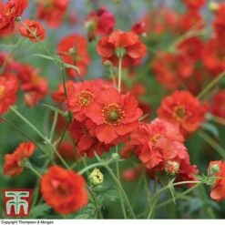Geum 'Blazing Sunset' -Plants Sales Store GEUM BLAZ B3