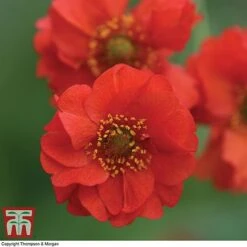 Geum 'Blazing Sunset' -Plants Sales Store GEUM BLAZ C1