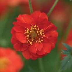 Geum 'Blazing Sunset' -Plants Sales Store GEUM BLAZ NOW1