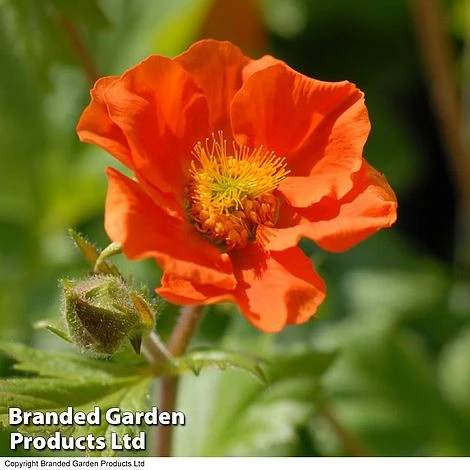 Geum Borisii 2 Geum Borisii