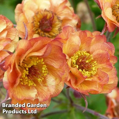 Geum 'Alabama Slammer' 3 Geum 'Alabama Slammer'