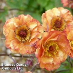 Geum 'Alabama Slammer' 6 Geum 'Alabama Slammer' -Plants Sales Store GEUM KC9163 B