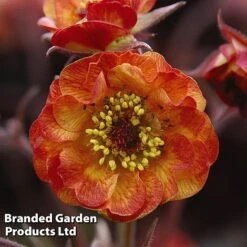 Geum 'Alabama Slammer' 7 Geum 'Alabama Slammer' -Plants Sales Store GEUM KC9163 C