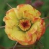 Geum 'Tequila Sunrise' 2 Geum 'Tequila Sunrise' -Plants Sales Store GEUM T45406 A h
