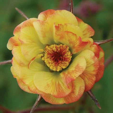 Geum 'Tequila Sunrise' 3 Geum 'Tequila Sunrise'