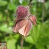 Geum Rivale (Marginal Aquatic) -Plants Sales Store GEUM T78162 A h