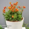 Geum 'Orange Pumpkin' 2 Geum 'Orange Pumpkin' -Plants Sales Store GEUM ORANGEPUM W52481