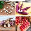 Gourmet Roots Collection 2 Gourmet Roots Collection -Plants Sales Store GOUR KC4745