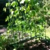 Easy Grow Runner Bean Frame & Climbing Plant Support Trellis - 0.75 X 1.2 X 2.4m H 2 Easy Grow Runner Bean Frame & Climbing Plant Support Trellis - 0.75 X 1.2 X 2.4m H -Plants Sales Store GSK2156PIC1