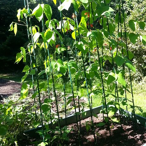 Easy Grow Runner Bean Frame & Climbing Plant Support Trellis - 0.75 X 1.2 X 2.4m H 3 Easy Grow Runner Bean Frame & Climbing Plant Support Trellis - 0.75 X 1.2 X 2.4m H