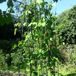 Easy Grow Runner Bean Frame & Climbing Plant Support Trellis - 0.75 X 1.2 X 2.4m H 9 Easy Grow Runner Bean Frame & Climbing Plant Support Trellis - 0.75 X 1.2 X 2.4m H -Plants Sales Store GSK2156PIC2