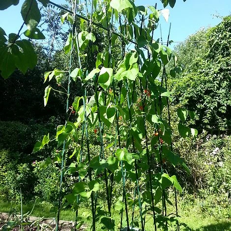 Easy Grow Runner Bean Frame & Climbing Plant Support Trellis - 0.75 X 1.2 X 2.4m H 5 Easy Grow Runner Bean Frame & Climbing Plant Support Trellis - 0.75 X 1.2 X 2.4m H - Image 3