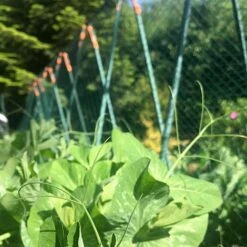 Pea Master Heavy Duty Pea & Climbing Plant Support Frame - 0.75 X 1.2 X 1.2m H 15 Pea Master Heavy Duty Pea & Climbing Plant Support Frame - 0.75 X 1.2 X 1.2m H -Plants Sales Store GSK2259HDPIC7 1