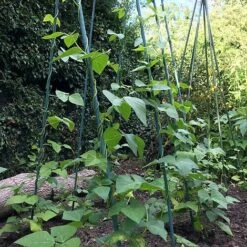 Bean Buddy Heavy Duty Runner Bean Grow Frame - 0.75 X 1.2 X 2.4m H 11 Bean Buddy Heavy Duty Runner Bean Grow Frame - 0.75 X 1.2 X 2.4m H -Plants Sales Store GSK2260HDPIC1