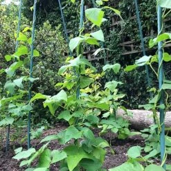 Bean Buddy Heavy Duty Runner Bean Grow Frame - 0.75 X 1.2 X 2.4m H 12 Bean Buddy Heavy Duty Runner Bean Grow Frame - 0.75 X 1.2 X 2.4m H -Plants Sales Store GSK2260HDPIC2