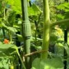 Telescopic Extendable Tomato & Cucumber Climbing Plant Support Stakes 2 Telescopic Extendable Tomato & Cucumber Climbing Plant Support Stakes -Plants Sales Store GSK2270TOMATO201000X100020653KB