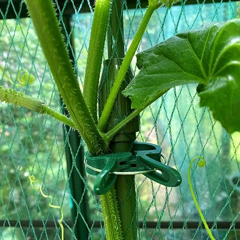 Telescopic Extendable Tomato & Cucumber Climbing Plant Support Stakes 9 Telescopic Extendable Tomato & Cucumber Climbing Plant Support Stakes - Image 7