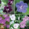 Geranium Hardy Mixed 1 Geranium Hardy Mixed -Plants Sales Store Gernium