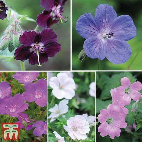 Geranium Hardy Mixed 3 Geranium Hardy Mixed