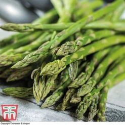 Asparagus Collection (Spring Planting) 10 Asparagus Collection (Spring Planting) -Plants Sales Store Gijnlim Asparagus2