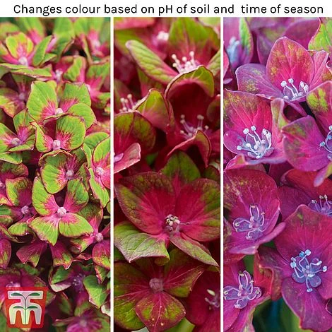 Hydrangea Macrophylla GLAM ROCK 'Horwack' 4 Hydrangea Macrophylla GLAM ROCK 'Horwack' - Image 2