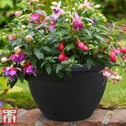 Fuchsia Trailing Pre-Planted Basket 11 Fuchsia Trailing Pre-Planted Basket -Plants Sales Store HABA WKA9811 A1