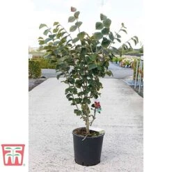 Hamamelis × Intermedia 'Böhlje's Feuerzauber' 7 Hamamelis × Intermedia 'Böhlje's Feuerzauber' -Plants Sales Store HAMA TKA3140 B