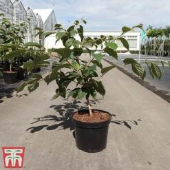 Hamamelis X Intermedia 'Orange Beauty' 7 Hamamelis X Intermedia 'Orange Beauty' -Plants Sales Store HAMA TKA3148 A