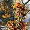 Hamamelis X Intermedia 'Orange Beauty' -Plants Sales Store HAMA ORANGEBTY L20850