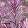 Hebe 'Heartbreaker' -Plants Sales Store HEBE W57814 A