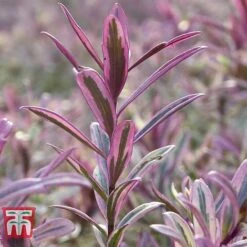 Hebe 'Heartbreaker' -Plants Sales Store HEBE W57814 C