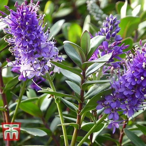 Hebe 'Autumn Glory' 3 Hebe 'Autumn Glory'