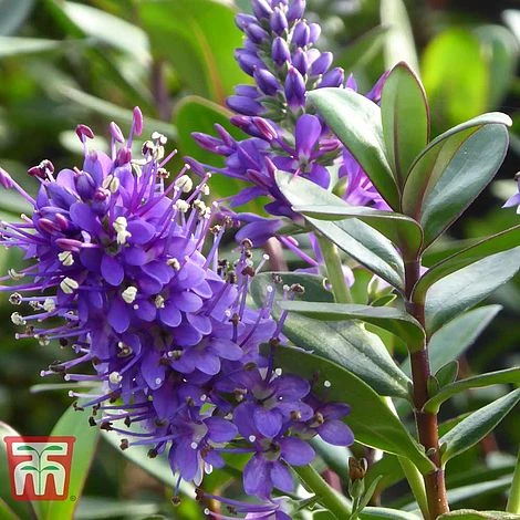 Hebe 'Autumn Glory' 4 Hebe 'Autumn Glory' - Image 2