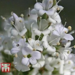 Hebe 'Baby Marie' 5 Hebe 'Baby Marie' -Plants Sales Store HEBE WKB5055 B