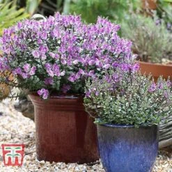 Hebe 'Garden Beauty Purple' -Plants Sales Store HEBE WKB5065 B
