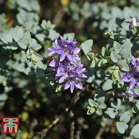 Hebe Pimeliodes 'Quicksilver' 3 Hebe Pimeliodes 'Quicksilver'